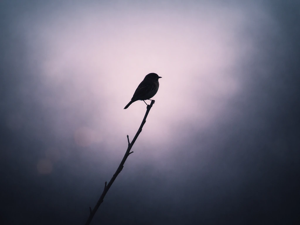 Solitary Bird Meaning: Literal, Symbolism, Folklore