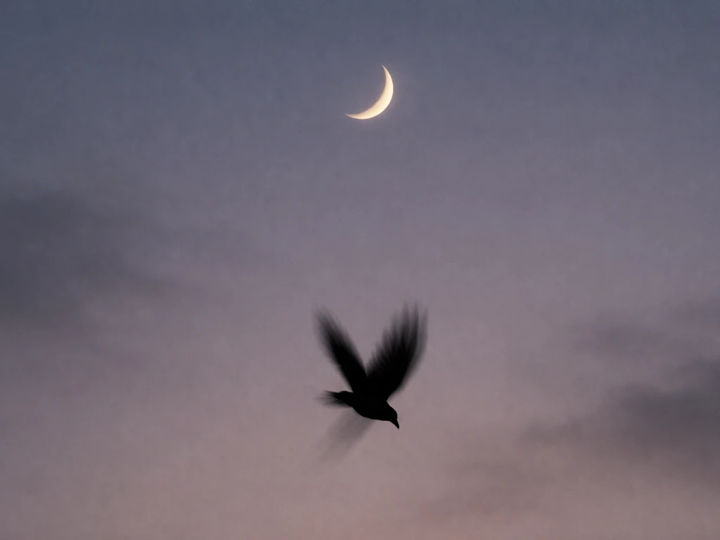 A dark bird silhouette dropping below a crescent moon against a muted twilight sky.